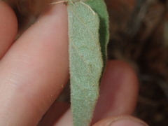 Solanum cleistogamum