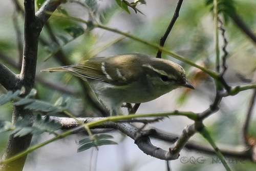 Pouillot à deux barres (Phylloscopus plumbeitarsus)