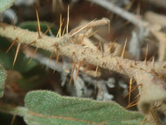 Solanum cleistogamum