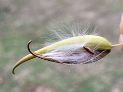 Vincetoxicum hirsutum