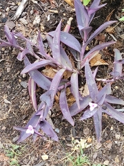 Tradescantia pallida