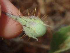 Solanum cleistogamum