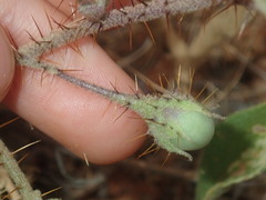 Solanum cleistogamum
