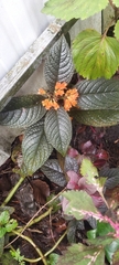 Chrysothemis pulchella