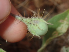 Solanum cleistogamum