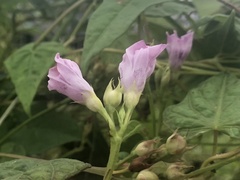Ipomoea × leucantha