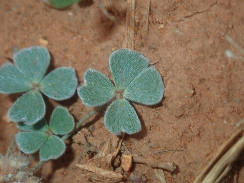 Rough waterclover (Marsilea hirsuta)