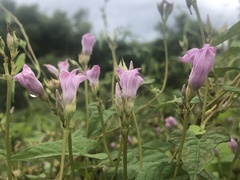 Ipomoea × leucantha