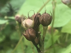 Ipomoea × leucantha