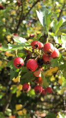 Crataegus laevigata