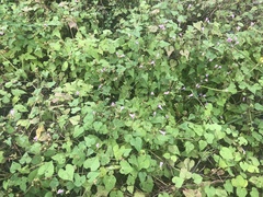 Ipomoea × leucantha