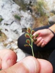 Asplenium ruta-muraria