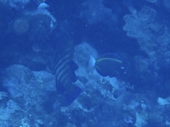 Acanthurus nigricans