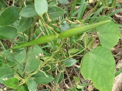 Vincetoxicum hirsutum