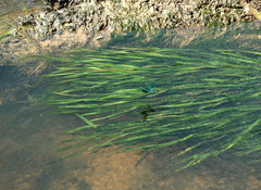 Vallisneria spiralis