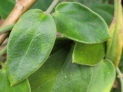 Vincetoxicum hirsutum