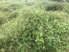 Ipomoea × leucantha