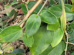 Vincetoxicum hirsutum