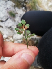 Asplenium ruta-muraria