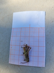 Chorthippus biguttulus