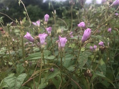 Ipomoea × leucantha