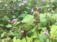 Ipomoea × leucantha