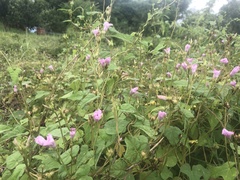 Ipomoea × leucantha