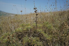 Salvia scabiosifolia
