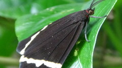Curoba sangarida