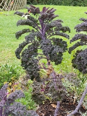 Brassica oleracea
