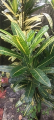 Codiaeum variegatum