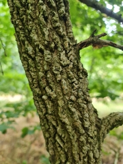 Ulmus minor