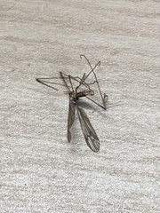 Tipula oleracea