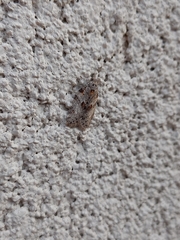 Isotenes miserana