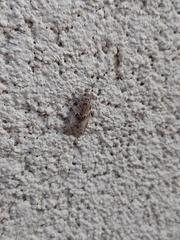 Isotenes miserana