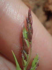 Eriochloa pseudoacrotricha