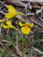 Diuris behrii