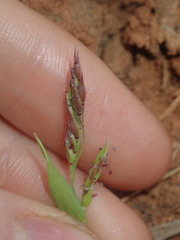 Eriochloa pseudoacrotricha