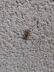 Isotenes miserana