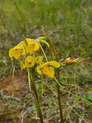 Diuris behrii