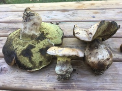 Caloboletus radicans