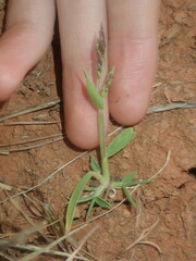 Eriochloa pseudoacrotricha