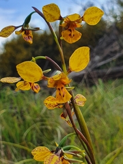 Diuris × palachila