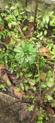 Biophytum sensitivum