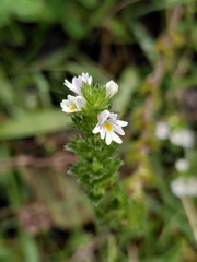 Euphrasia