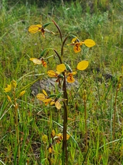 Diuris × palachila