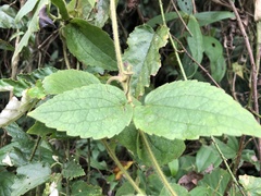 Clematis leschenaultiana