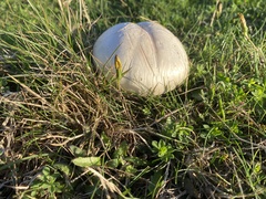 Agaricus campestris