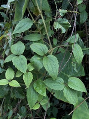Clematis leschenaultiana