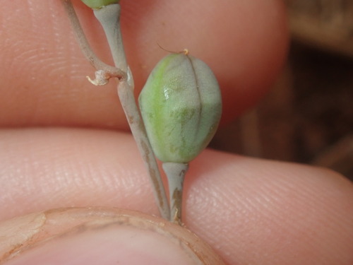 Bulbine alata